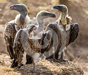 Predator birds are sitting on the ground. Kenya. Tanzania.