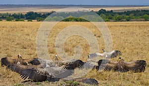 Predator birds are sitting on the ground. Kenya. Tanzania.