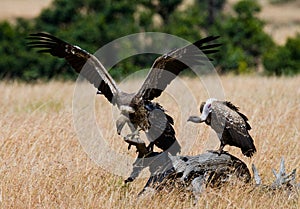 Predator birds are sitting on the ground. Kenya. Tanzania.