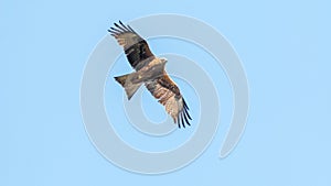 predator black kite soars in the sky