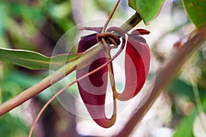 Predator carnivorous Nepenthes Alata Blanco