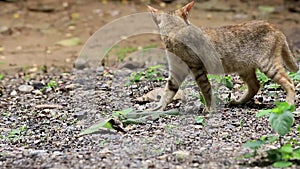 Predator cats are fighting with green snakes.