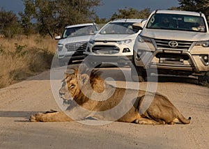 Predator on display in road