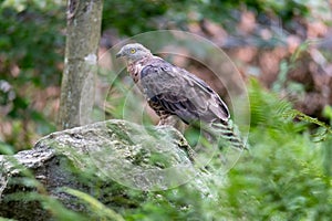 Predator The European honey buzzard (Pernis apivorus National Park Bavarian Forest Šumava, Czech Republic, Germany