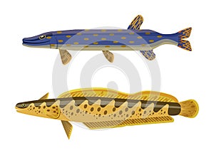 Predator Fish and Catfish Vector Illustration