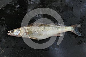 Predator fish zander on a dark background