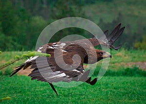 A predator flying for its prey.