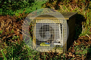 Predator free New Zealand, rat and mustelid trap