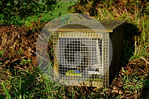 Predator free New Zealand, rat and mustelid trap photo