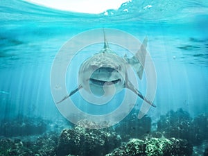 A predator great white shark swimming in the ocean coral reef shallows just below the water line closing in on its victim .