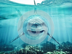 A predator great white shark swimming in the ocean coral reef shallows just below the water line closing in on its victim .