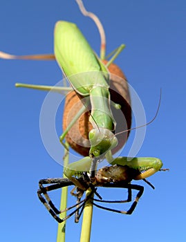 Predator has eaten predator