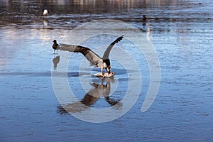 Predator Hawk Bird Hunting in Nature and Eating Caught Fish on Beach Surf