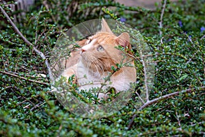 Predator in hiding. Domestic ginger hiding amongst shrubs waiting for pigeons