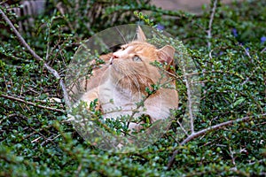 Predator in hiding. Domestic ginger hiding amongst shrubs waiting for pigeons