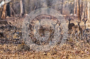 Predator and its Prey