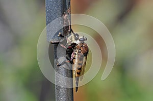 Predator Robber Fly