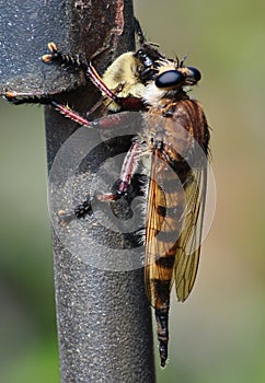 Predator Robber Fly