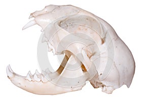 Predator Skull