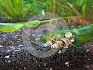 Predator Snails in an Aquarium