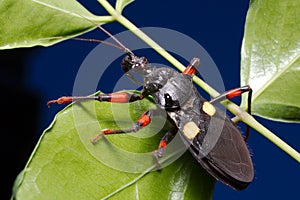 Predator used as eco friendly and biological pest control