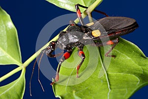 Predator used as eco friendly and biological pest control