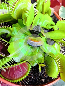 Predator Venus Flytrap Plant. Leaves of venus flytrap. Bright exotic carnivorous plant, eating insect. Venus flytrap