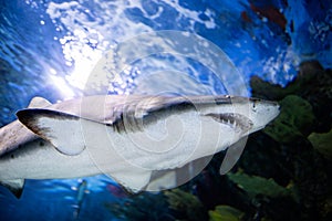 Predator white shark swimming