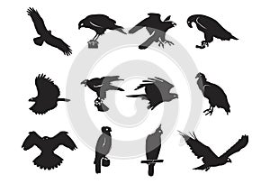 Predator Wild Bird Silhouette Design Element Hawk Eagle Falcon