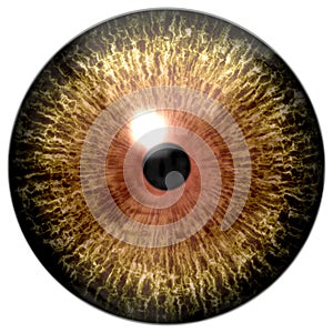 Predator wildlife eyeball, wolf eye, animal eyeball, brown/yellow eye with black pupil and white background