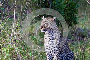 Predators of the savannah. The female leopard posing. Masai Mara, Kenya