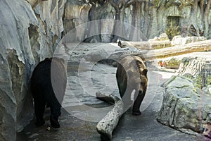 Predators white-chested bears