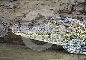 Predatory American caiman or alligator on the banks of tropical river