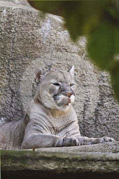 The predatory animal cougar.