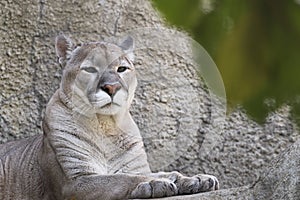 The predatory animal cougar.