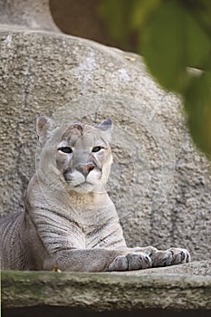 The predatory animal cougar.