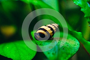 Predatory aquarium snail Helena on a leaf.