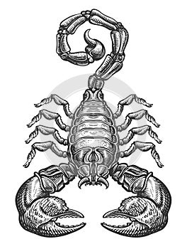 Black Scorpion isolated on white background. Predatory arachnid animal. Hand drawn sketch illustration