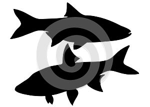 Predatory asp fish in the set.