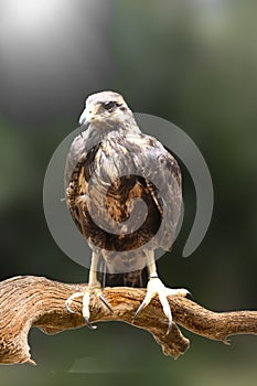 Predatory bird on branch origin Cuba