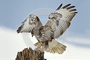 Predatory bird - common buzzard landing on a tree stump