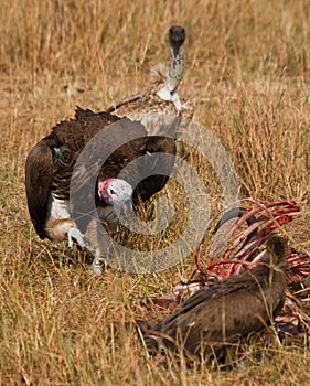 Predatory bird is eating the prey in the savannah. Kenya. Tanzania.