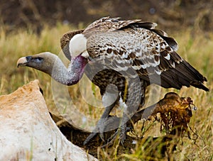 Predatory bird is eating the prey in the savannah. Kenya. Tanzania.