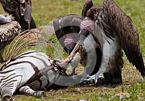 Predatory bird is eating the prey in the savannah. Kenya. Tanzania.