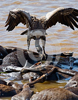 Predatory bird is eating the prey in the savannah. Kenya. Tanzania.