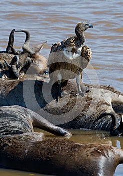 Predatory bird is eating the prey in the savannah. Kenya. Tanzania.