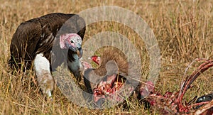 Predatory bird is eating the prey in the savannah. Kenya. Tanzania.