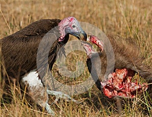 Predatory bird is eating the prey in the savannah. Kenya. Tanzania.