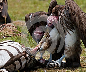 Predatory bird is eating the prey in the savannah. Kenya. Tanzania.