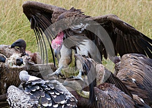 Predatory bird is eating the prey in the savannah. Kenya. Tanzania.